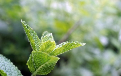 uploads/news/2021/02/manfaat-dari-kesegaran-daun-861294bc1d6a505_400.jpg