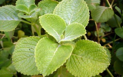 uploads/news/2021/02/manfaat-membangun-daun-bangun-bangun-84639a48b1f8029_400.jpg