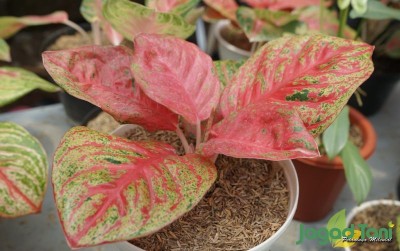 uploads/news/2021/02/membedakan-aglaonema-lokal-dengan-450271ca6ed6150_400.JPG