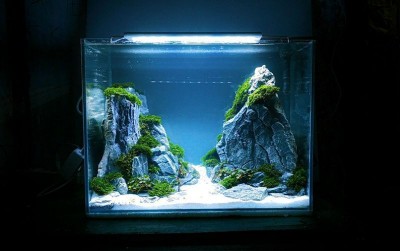 uploads/news/2021/02/membuat-aquascape-sederhana-di-903828d33111825_400.jpg