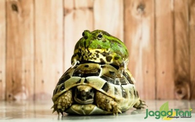 uploads/news/2021/02/memelihara-katak-hias-eksotis--84864aa350bb0ca_400.jpg