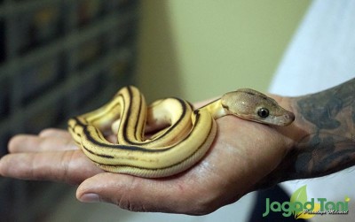 uploads/news/2021/02/mengatasi-rasa-takut-pada-788713054264778_400.JPG