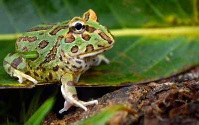 uploads/news/2021/02/mengenal-berbagai-penyakit-katak-7166551ae0b7594_400.jpg