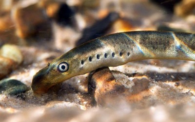 uploads/news/2021/02/mengenal-lamprey-ikan-pelawan-131433fc5af96ba_400.jpg