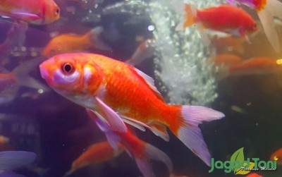 uploads/news/2021/02/mengenal-si-agresif-ikan-20427a4ace1f8df_400.jpg