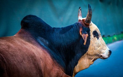 uploads/news/2021/02/mengetahui-usia-sapi-pejantan-94824b066e66b21_400.jpg