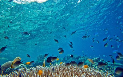 uploads/news/2021/02/menghitung-potensi-lumbung-ikan-76328bbbc19f176_400.jpg