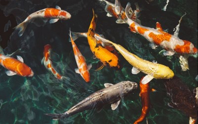 uploads/news/2021/02/mengintip-kolam-koi-di-20911e74eb1c326_400.jpg