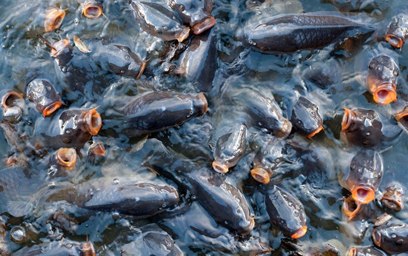 uploads/news/2021/02/menguntungkannya-bisnis-bibit-ikan-50360b4e3218dc2.jpg
