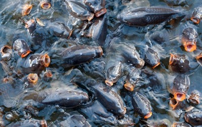 uploads/news/2021/02/menguntungkannya-bisnis-bibit-ikan-50360b4e3218dc2_400.jpg