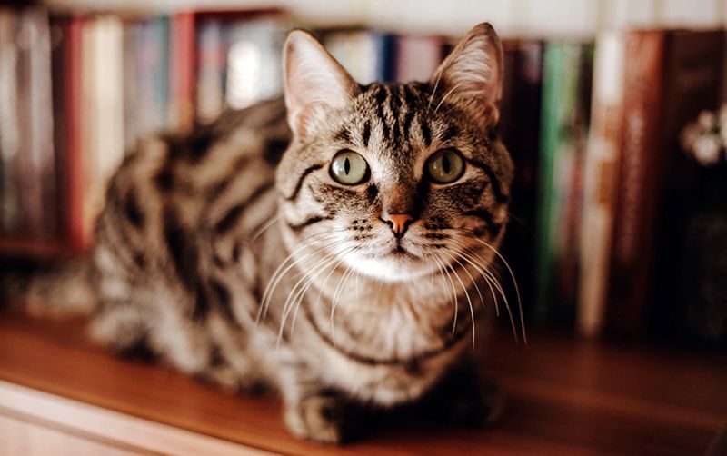 uploads/news/2021/02/menjaga-bulu-kucing-tidak-1590295bdf9cf41.jpg