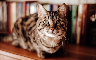 uploads/news/2021/02/menjaga-bulu-kucing-tidak-1590295bdf9cf41_400.jpg