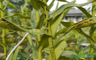 uploads/news/2021/02/penyakit-langka-ancam-petani-121262a2ef3d431_400.jpg