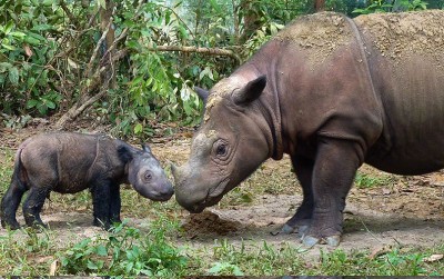 uploads/news/2021/02/penyebab-badak-sumatera-hampir-20793e1fe0a7e1a_400.jpg