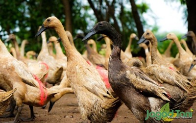 uploads/news/2021/02/perbedaan-daging-bebek-vs-835265678710af8_400.jpg