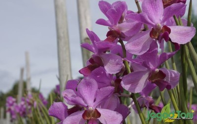 uploads/news/2021/02/pesona-vanda-douglas-ikon-5713330f5552a56_400.JPG