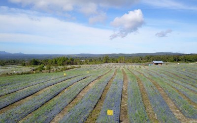 uploads/news/2021/02/petani-food-estate-mulai-64960e7598f3454_400.jpeg