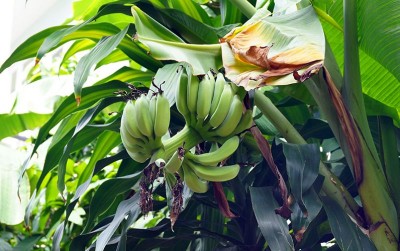 uploads/news/2021/02/pisang-kepok-tidak-buat-2958554481e5946_400.jpg