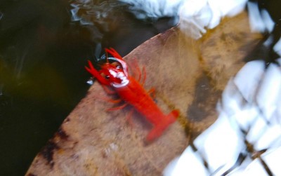 uploads/news/2021/02/rahasia-lobster-air-tawar-943171f99d85271_400.jpg