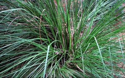 uploads/news/2021/02/rumput-vetiver-pencegah-tanah-91362f9a839d22d_400.jpg