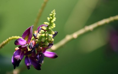 uploads/news/2021/02/tanaman-kudzu-atasi-kecanduan-4126789f5b2a96e_400.jpg