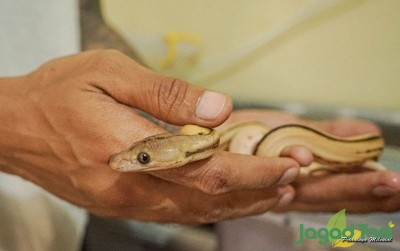 uploads/news/2021/02/ular-si-predator-mangsa-19716053f042a29_400.jpg