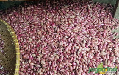uploads/news/2021/02/untung-rugi-petani-bawang-3582247e39c7b1a_400.jpg