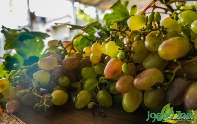 uploads/news/2021/03/5-fakta-anggur-untuk-86121a7ae2d7b94_400.jpg