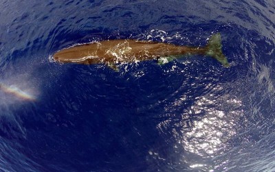 uploads/news/2021/03/ambergris-emas-laut-yang-1643986f8b61512_400.jpg
