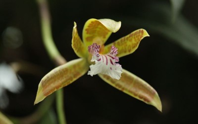 uploads/news/2021/03/anggrek-alam-meratus-terancam-26044e860a4625b_400.jpg