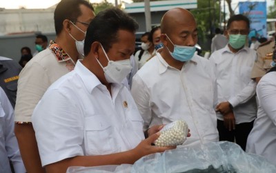 uploads/news/2021/03/berkilaunya-biji-mutiara-laut-2883111677b2586_400.jpg