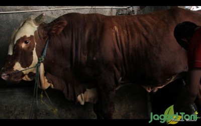 uploads/news/2021/03/cara-perawatan-anak-sapi-3653171a9906aa5_400.jpg