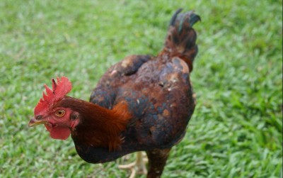 uploads/news/2021/03/fakta-ayam-kub-dagingnya-424934f9c68446a_400.jpg