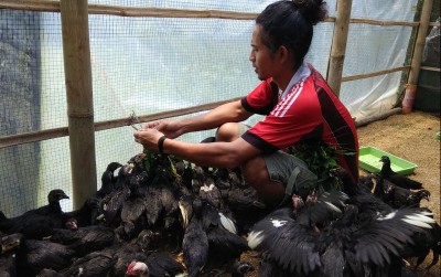 uploads/news/2021/03/indigofera-camilan-ayam-kampung-7650993e5672341_400.jpg