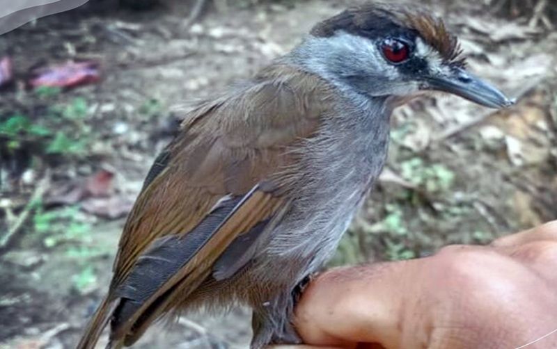 uploads/news/2021/03/kembali-munculnya-burung-pelanduk-8449262df1202ee.jpeg