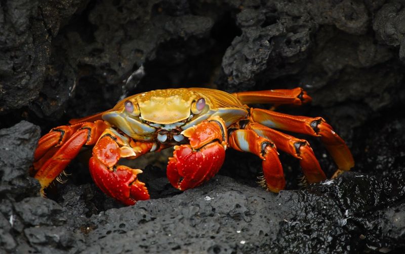 uploads/news/2021/03/kepiting-dan-rajungan-itu-685354f8e5baa31.jpg