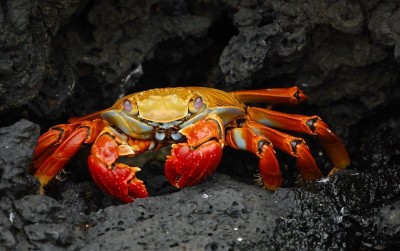 uploads/news/2021/03/kepiting-dan-rajungan-itu-685354f8e5baa31_400.jpg
