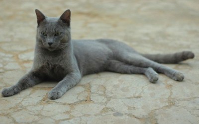 uploads/news/2021/03/kucing-busok-leopard-dari-9766131ea0f62ae_400.jpg