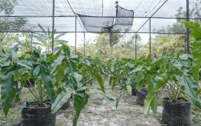 uploads/news/2021/03/kultur-philodendron-angela-terbanyak-87295556bec52a3_400.jpg
