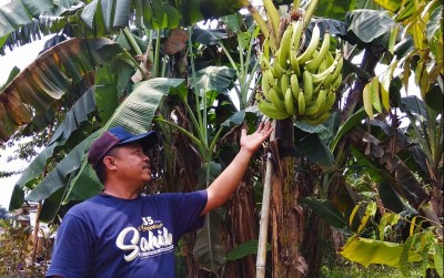 uploads/news/2021/03/lampeneng-pisang-langka-di-1725188735160b6_400.jpg