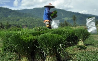 uploads/news/2021/03/langkah-menuju-swasembada-pangan-752482b2754e75a_400.JPG
