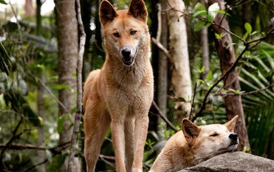 uploads/news/2021/03/lolongan-merdu-anjing-penyanyi-43838cc31da31b7_400.jpg