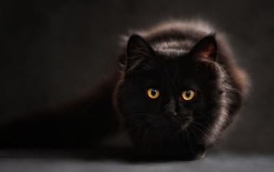 uploads/news/2021/03/maine-coon-si-kucing-418604c04cf25ec_400.jpg