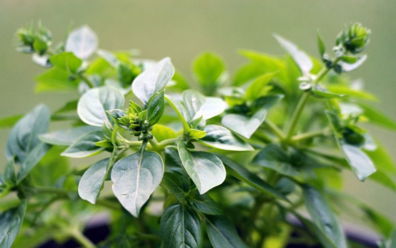 uploads/news/2021/03/manfaat-jempolan-daun-oregano-66545905d554f7b.jpg