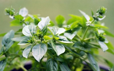uploads/news/2021/03/manfaat-jempolan-daun-oregano-66545905d554f7b_400.jpg