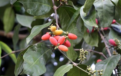 uploads/news/2021/03/manfaat-tak-terduga-daun-3412198c67993a5_400.jpg