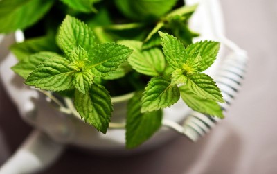 uploads/news/2021/03/menanam-daun-mint-di-329502093f88a08_400.jpg