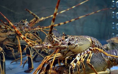 uploads/news/2021/03/menantikan-pusat-budidaya-lobster-55216bfc5ff69fd_400.jpg