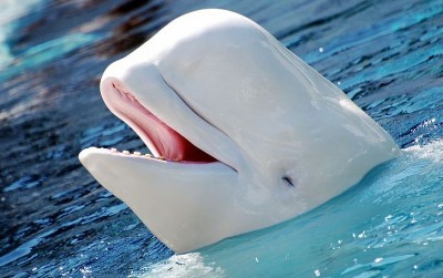 uploads/news/2021/03/mengenal-beluga-si-murah-79701e7a171b1a4_400.jpg