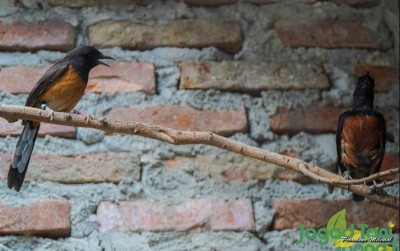 uploads/news/2021/03/mengenal-burung-murai-batu-80622c9a2f77407_400.jpg